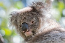 2018-01-04 05 Koala.jpg