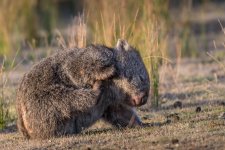 2018-01-15 38 Wombat.jpg