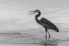 Hiwassee Wildlife Refuge--5.jpg