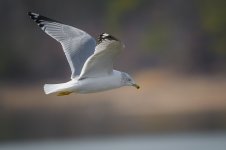 Hiwassee Wildlife Refuge--6.jpg