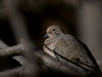 Dove.jpg