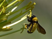 Bee4.jpg