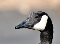 ROY_5570.JPG