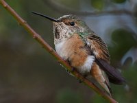 Hummer9.jpg