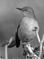 MockingbirdBW.jpg