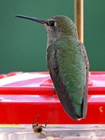 Hummer25.jpg