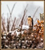 1-DSC_8007-Edit.jpg