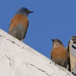 Bluebird2.jpg