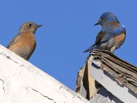Bluebird4.jpg