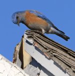 Bluebird.jpg
