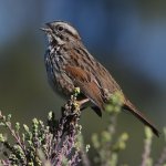 Sparrow3.jpg