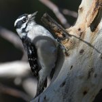 Woodpecker3.jpg