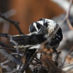 Woodpecker5.jpg