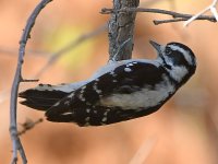 Woodpecker9.jpg