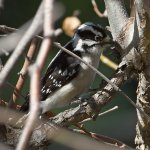 Woodpecker10.jpg