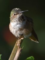Hummer13.jpg