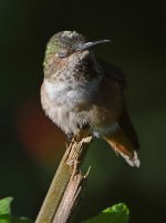 Hummer14.jpg