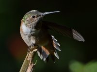 Hummer21.jpg