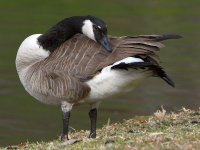 Goose.jpg