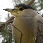 BlackHeron5.jpg