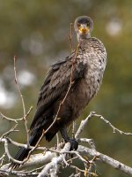 Cormorant3.jpg