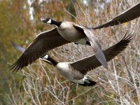 Geese.jpg
