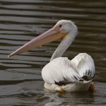Pelican.jpg