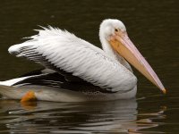 Pelican5.jpg