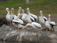 Pelican7.jpg