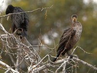 Cormorant2.jpg