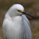 Egret4.jpg