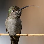 Hummer11.jpg