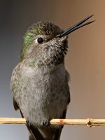 Hummer13.jpg