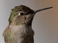 Hummer16.jpg