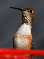 Hummer36.jpg