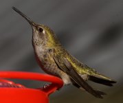 Hummer49.jpg