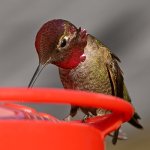Hummer56.jpg