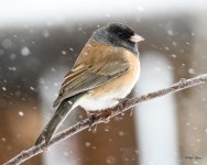 Junco-300.jpg