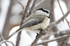 Chickadee-302.jpg