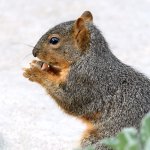 Squirrel.jpg