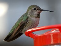 Hummer8.jpg