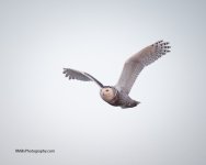 P1260013-2.jpg