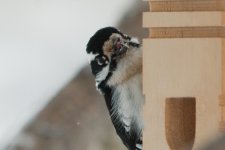DSC_0808+Male Downey Woodpecker-0012.jpg