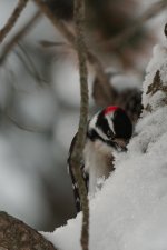 DSC_0846+Male Downey Woodpecker-0001.jpg