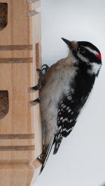 DSC_0829+Male Downey Woodpecker-0007.jpg