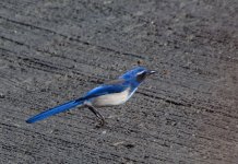 ROY_5976.JPG