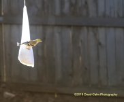 American Goldfinch 500_3956.jpg American Goldfinch 500_3956.jpg