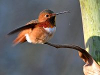 Hummer3.jpg