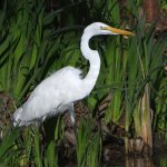 Egret.jpg