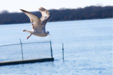 gull _N500_4075.jpg